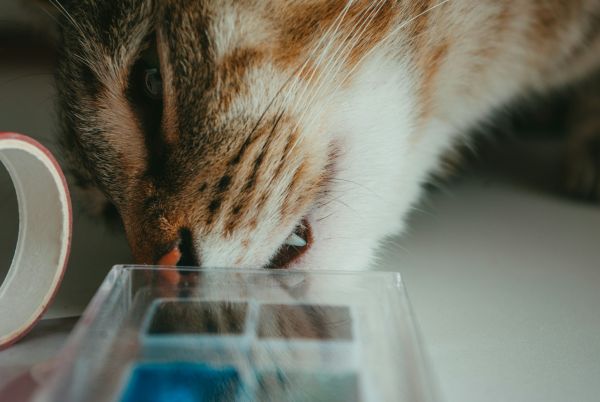Glaçons pour chats : astuces essentielles pour l'été